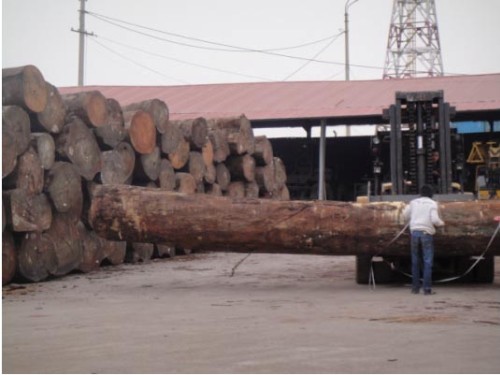 Các doanh nghiệp đang bắt đầu phát triển theo hướng bền vững hơn thông qua việc đẩy mạnh sử dụng gỗ rừng trồng cho chế biến xuất khẩu. 
